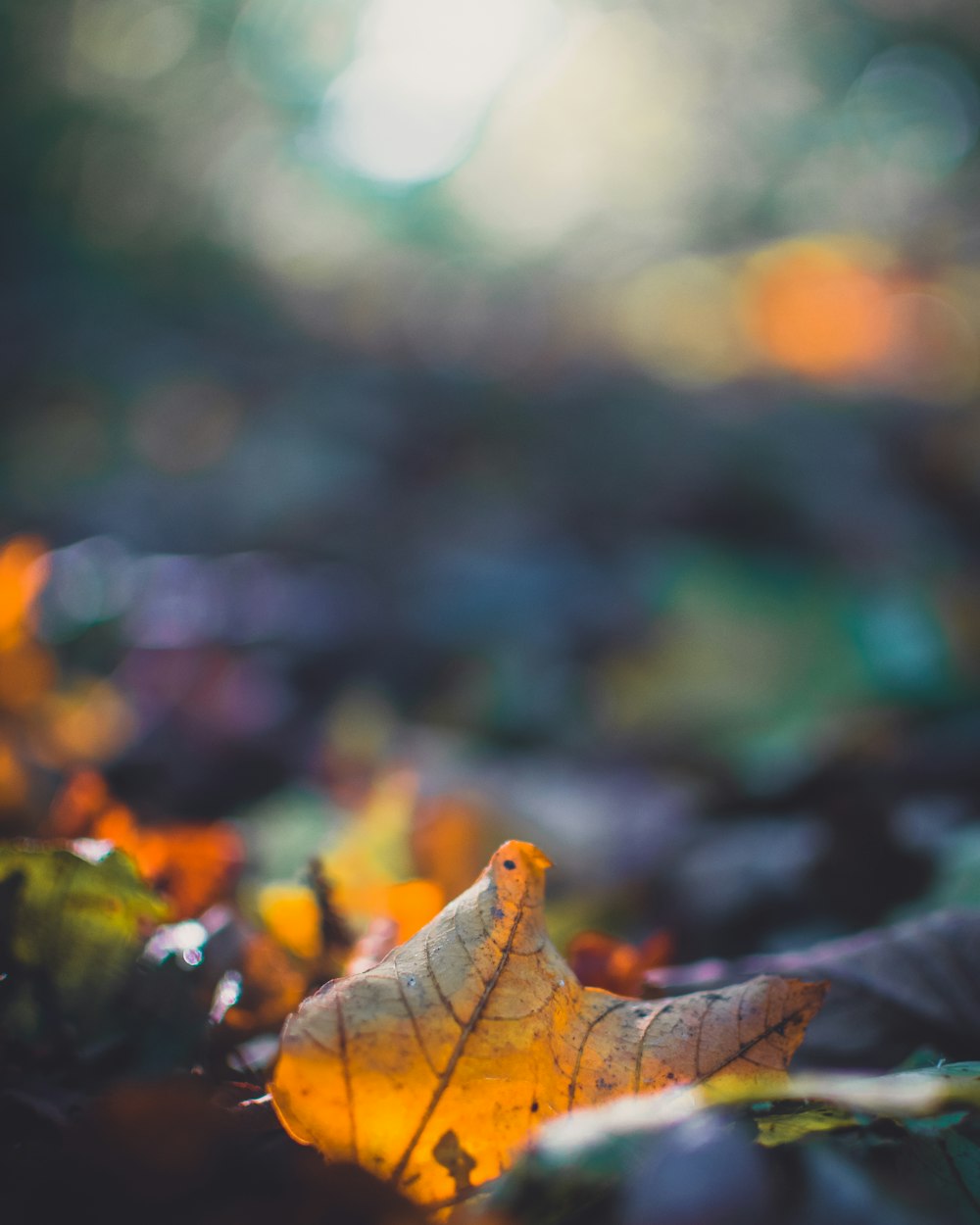 selective focus photography of withered leaves