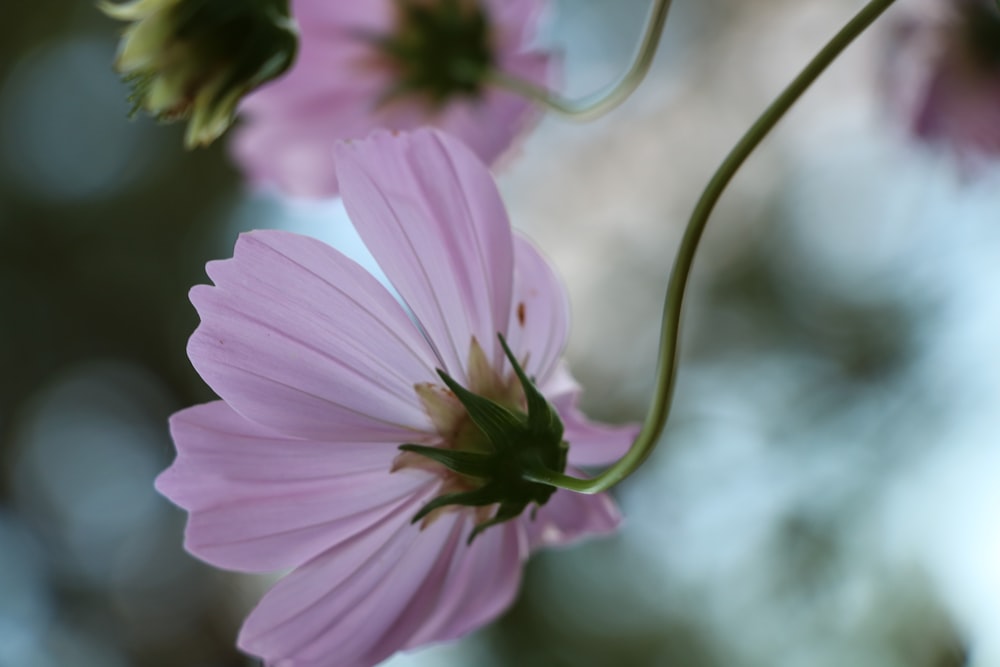 close-up photography of pink petaled flower