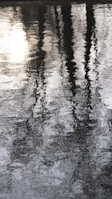 Reflections of trees are visible in a calm, rippled water surface, capturing the play of light and shadow. The scene appears tranquil and contemplative.