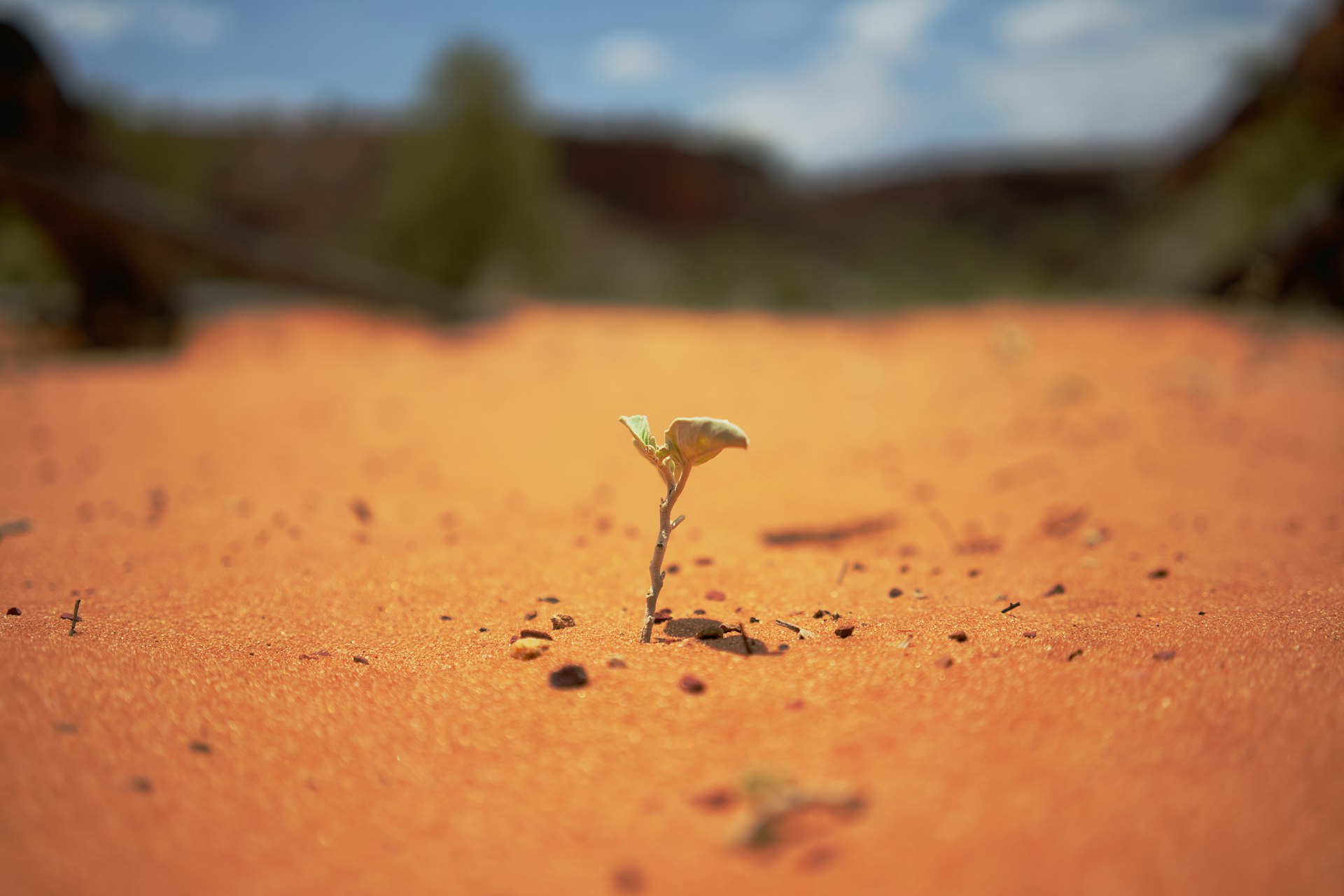 Sowing seeds in the Desert