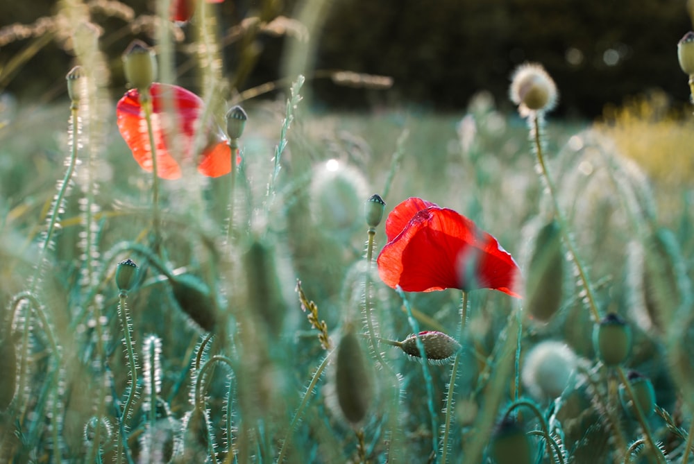 selective focus photography of several common poppy flowers