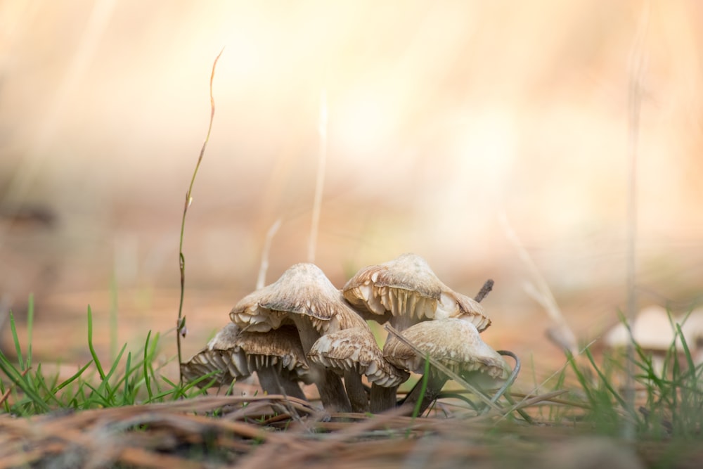 Faire dorer les champignons sur le sol