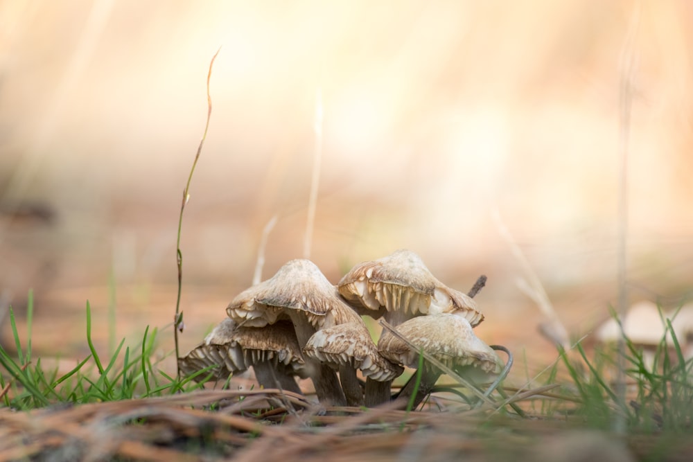 brown mushrooms on ground