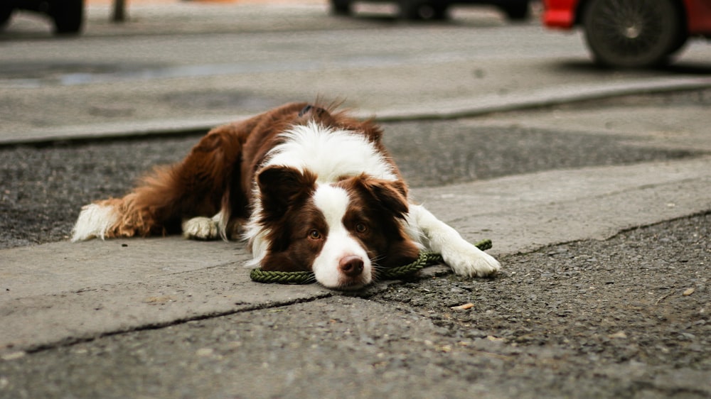 short-coated brown and white dog lying on concrete surface