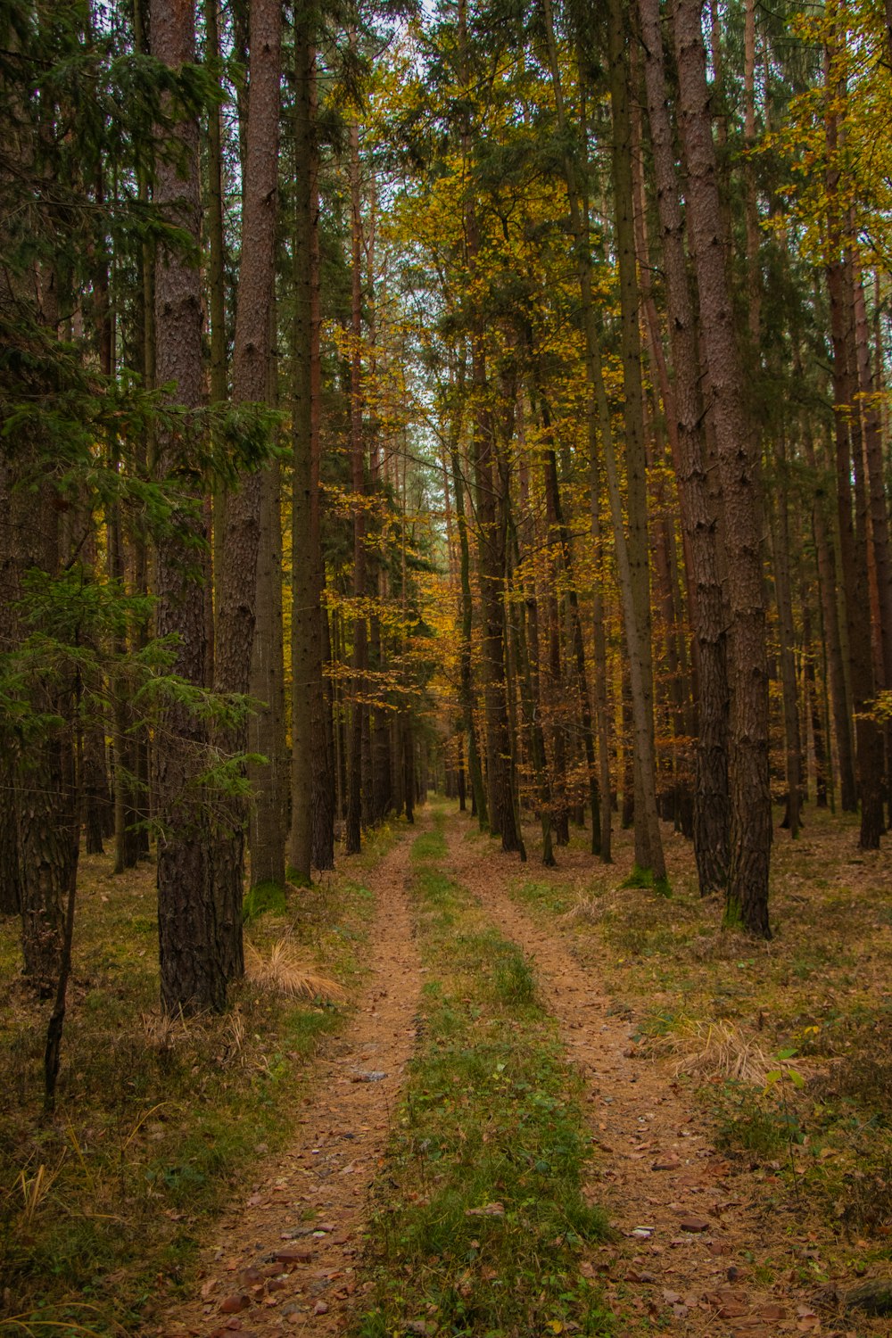 pathway surrounded by trees during daytime