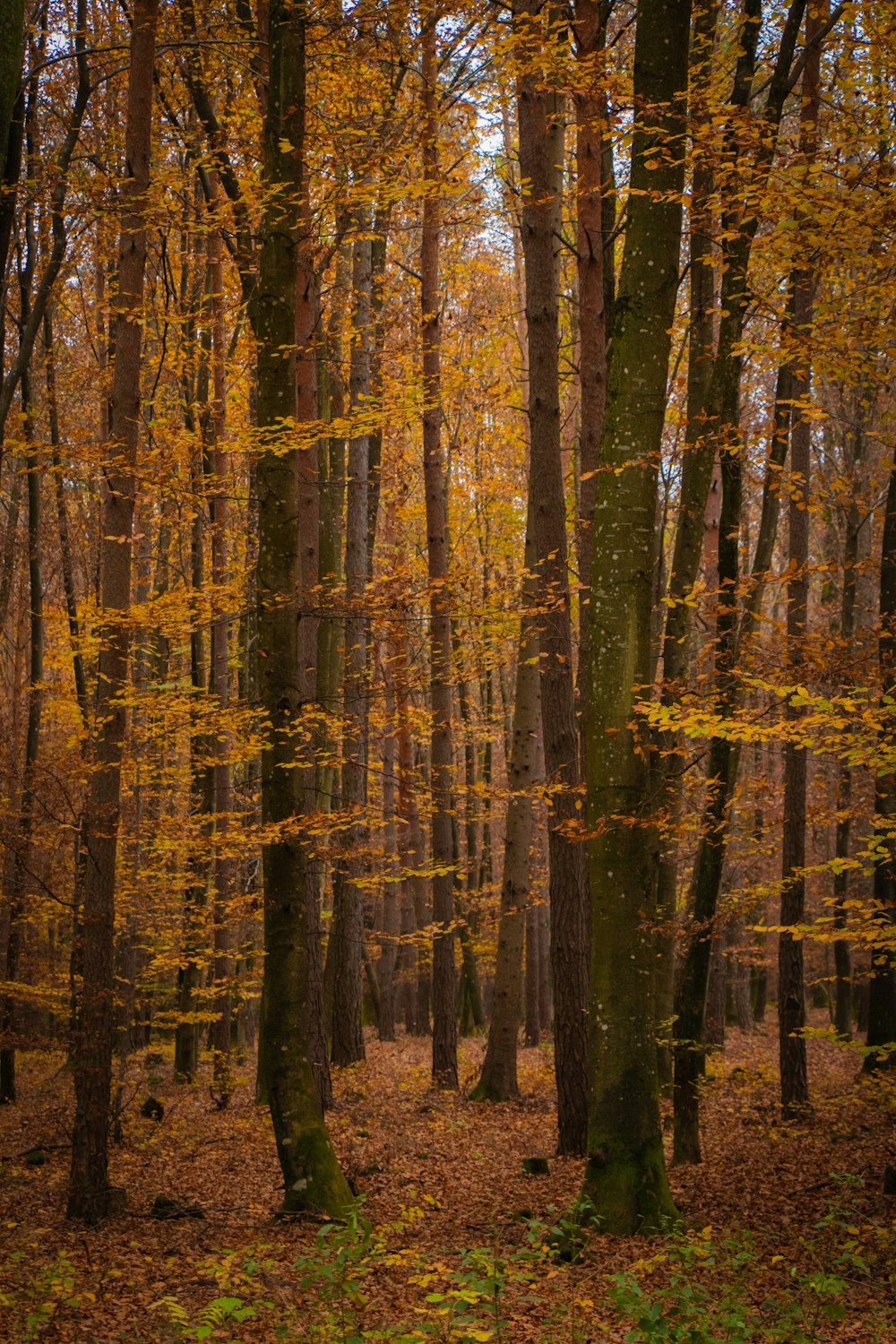 yellow-leafed trees