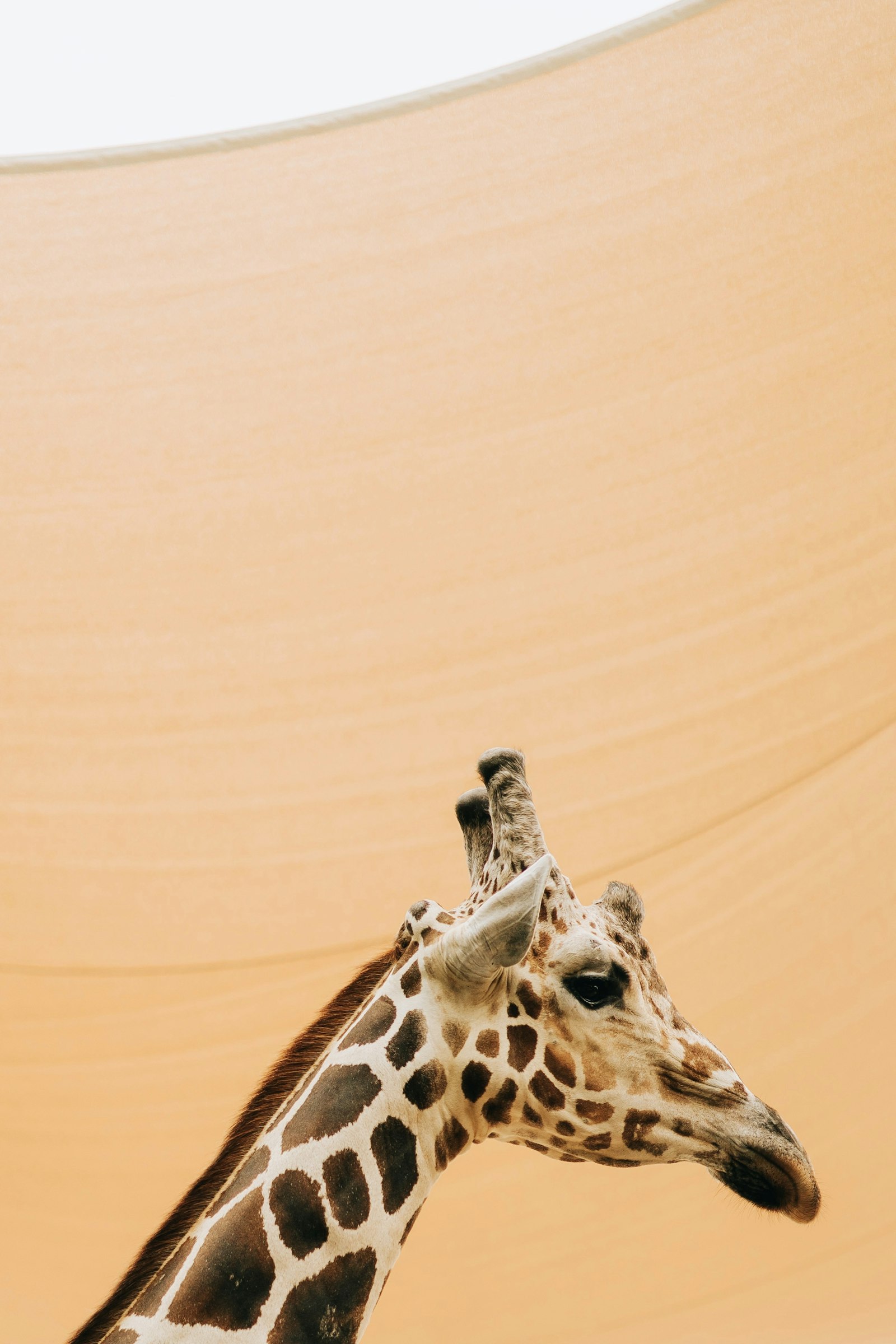 Sony a7 + Sony FE 85mm F1.8 sample photo. Giraffe photography