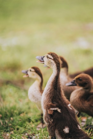 A group of fluffy ducklings with brown and white feathers are gathered on a grassy field. They appear curious and animated, with one duckling in the foreground stretching its neck upwards. The background is softly blurred, highlighting the ducklings in focus.