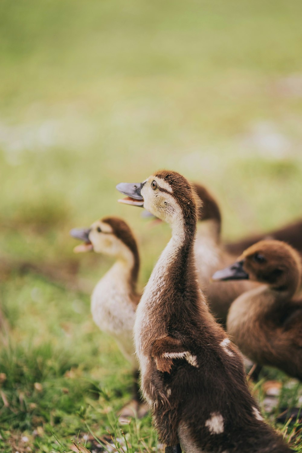 brown ducklings