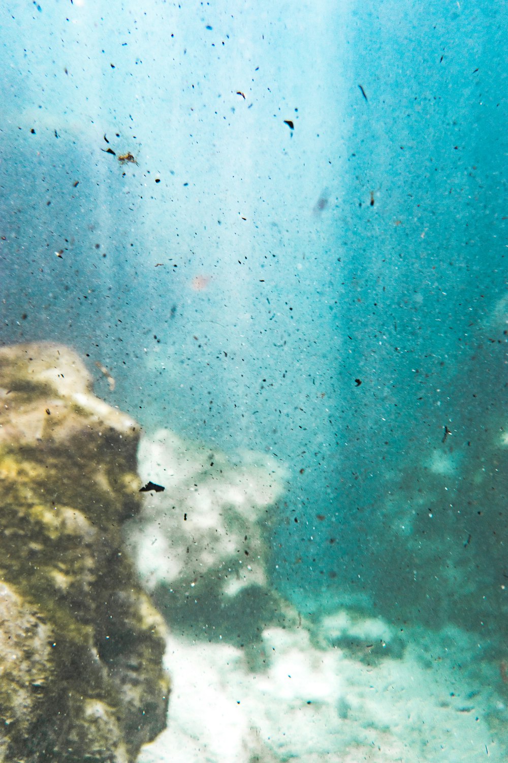 a group of fish swimming in the water