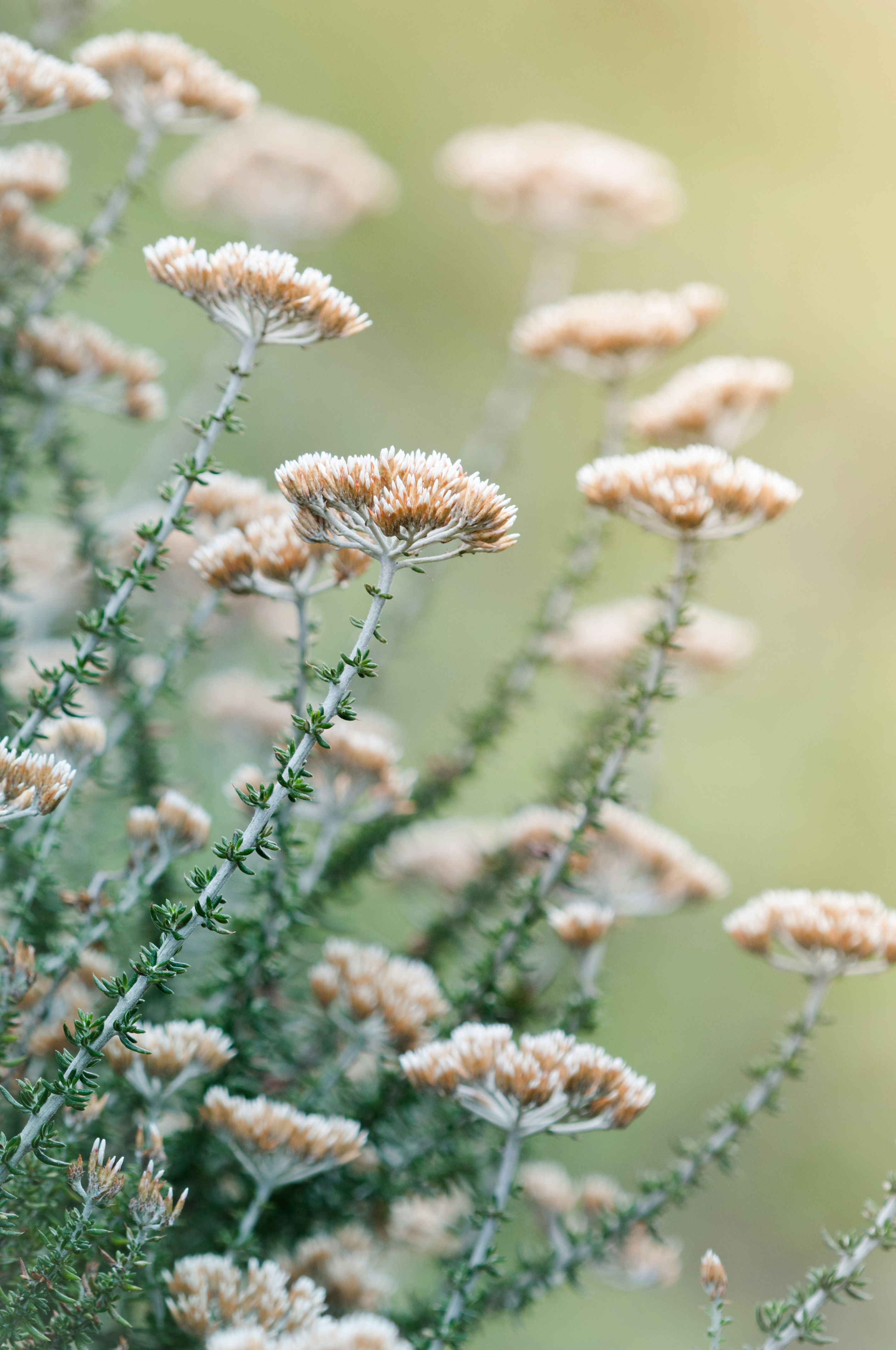 Photo by joyful_janine