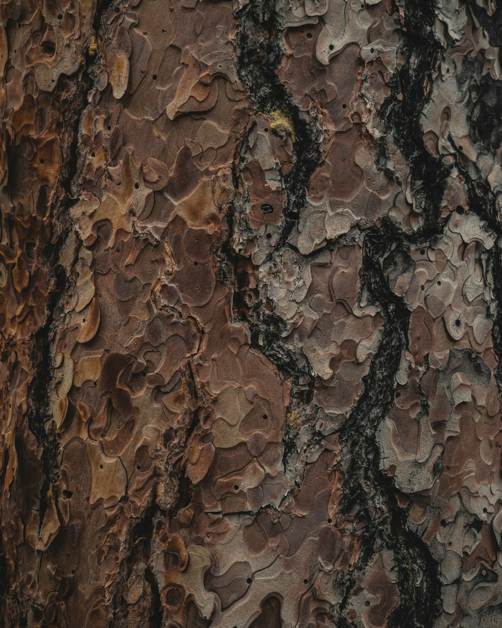 a close up of the bark of a tree