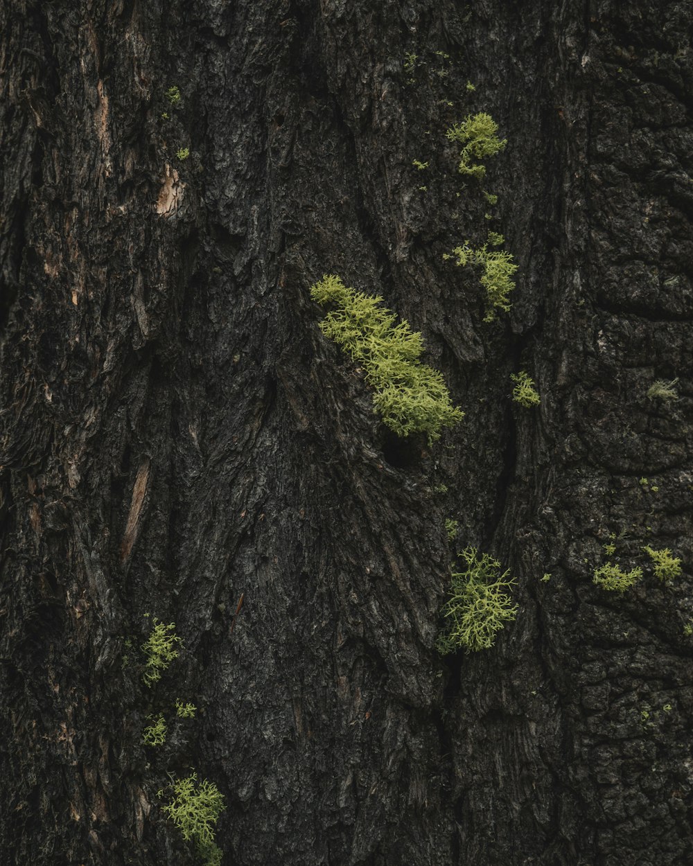 green moss growing on tree bark