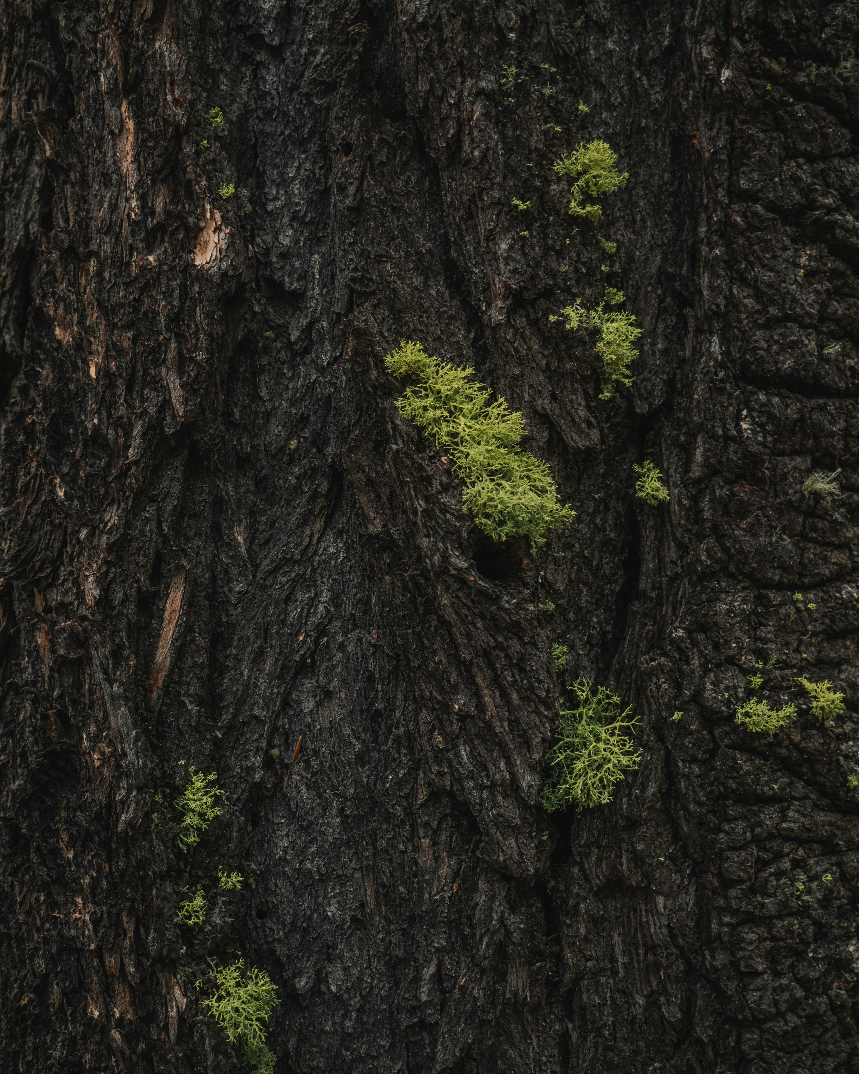 green moss growing on tree bark