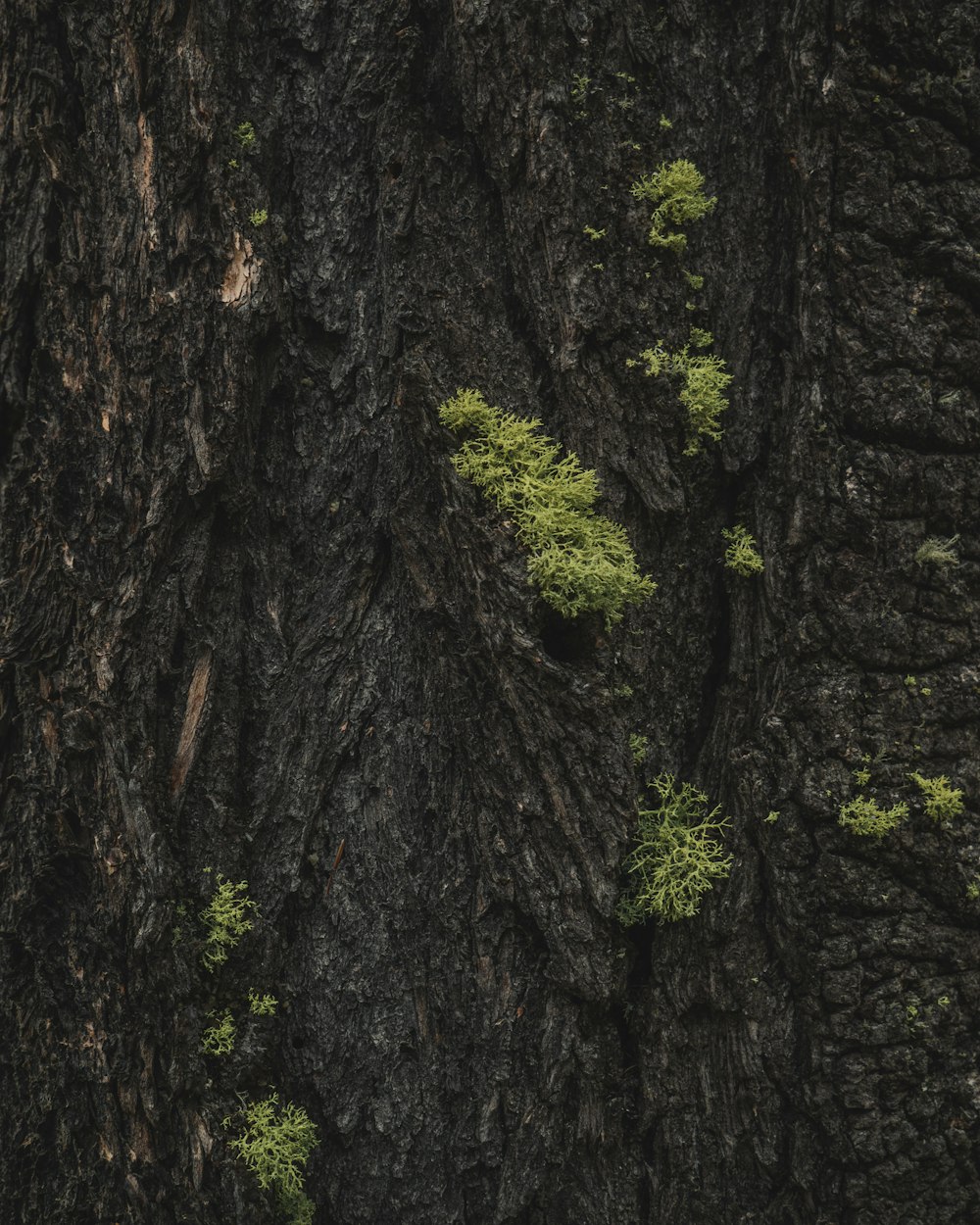 mousse verte poussant sur l’écorce des arbres