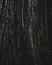 Close-up of textured tree bark with intricate patterns and shadows