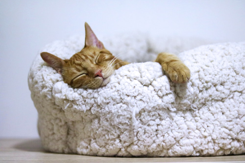 白いペットのベッドで寝ているオレンジ色のぶち猫
