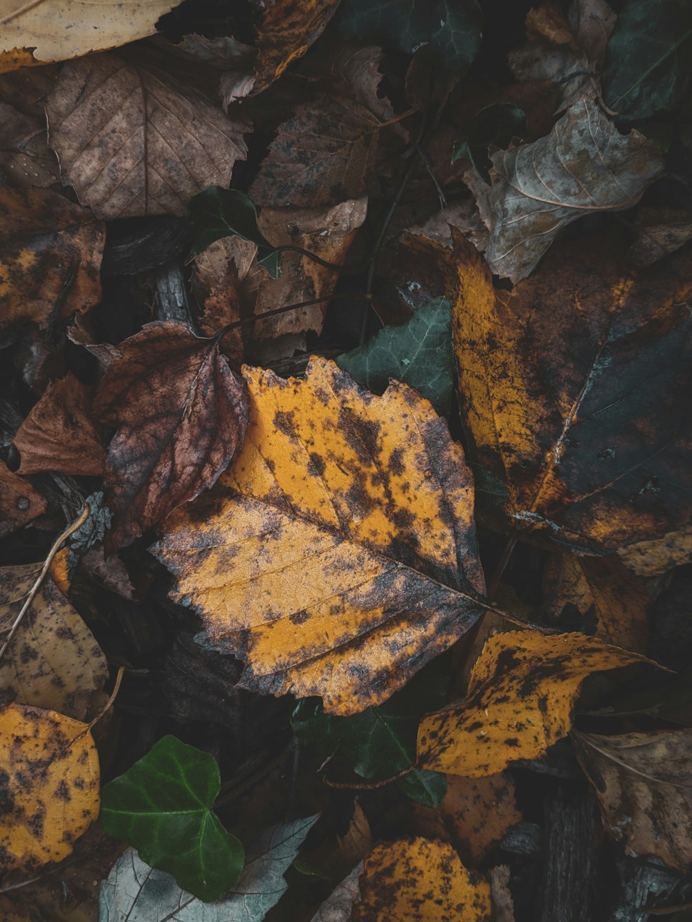 Photographie en gros plan de feuilles séchées