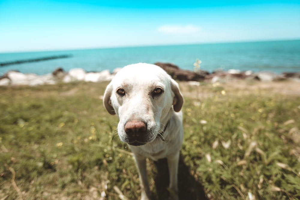 adult yellow Labrador retriever standing on field