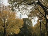 Central Park in autumn, seen from a nearby New York City hotel window.