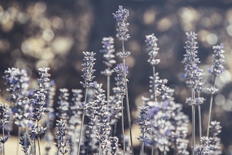 shallow focus of blue flowers