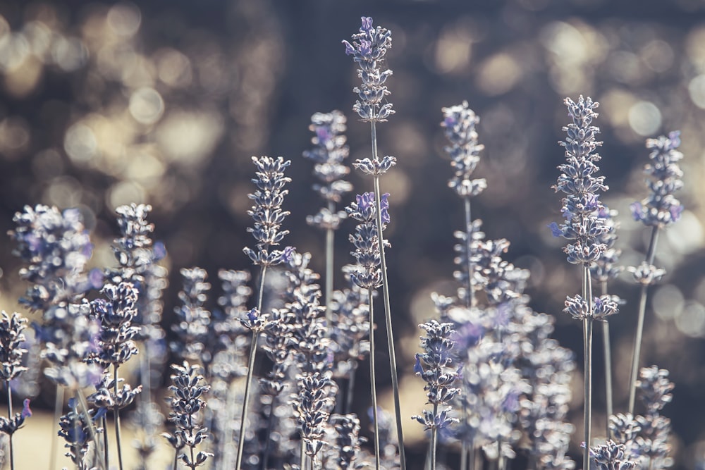 shallow focus of blue flowers