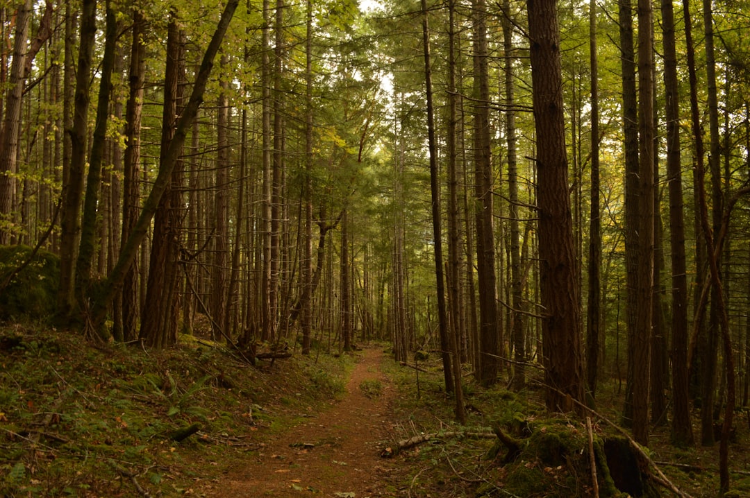 Forest photo spot Egmont Brandywine Falls Provincial Park