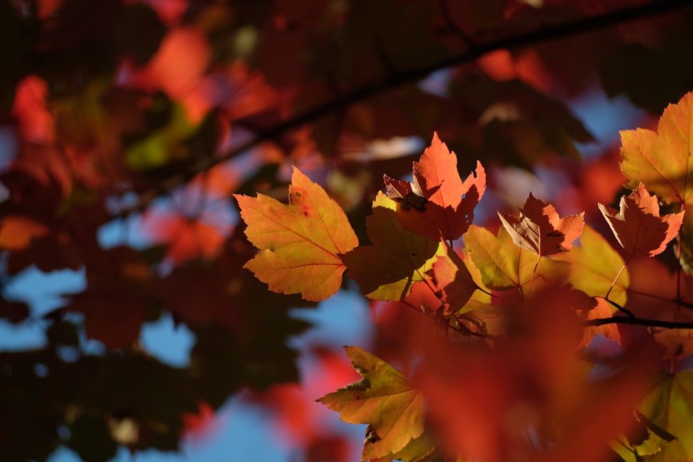 selective focus photography of maple leaves