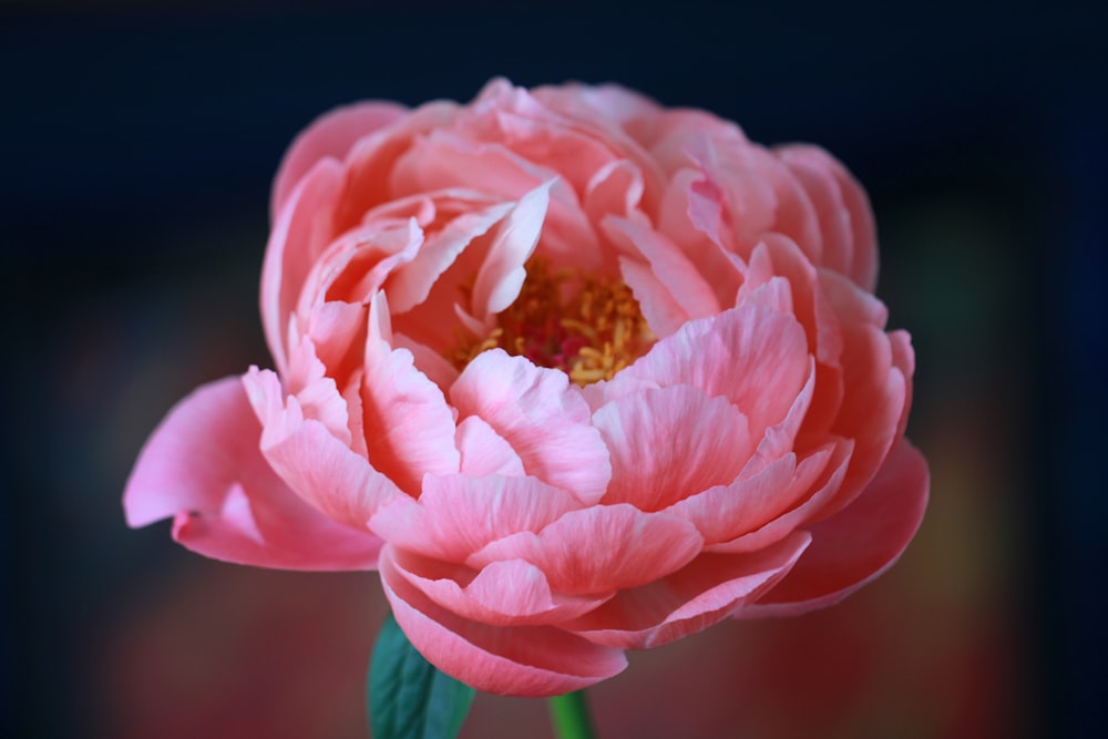 pink flower in selective focus photography