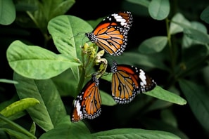 Three vibrant monarch butterflies are perched on lush green leaves, with their striking orange and black patterned wings prominently displayed.