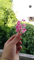 Close-up of hands holding a blooming delicate pink flower symbolizing care and renewal
