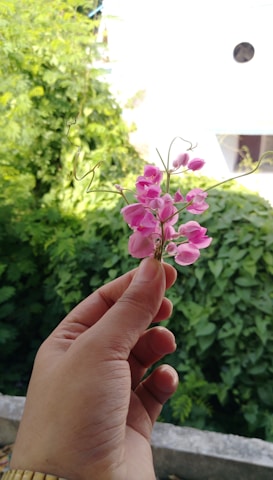 Close-up of hands holding a blooming delicate pink flower symbolizing care and renewal