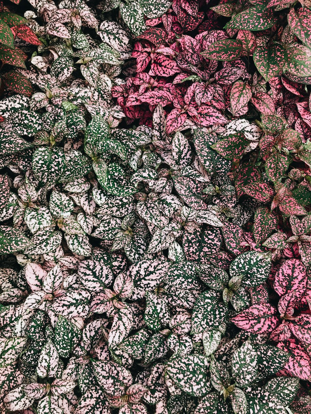 Selektive Fokusfotografie von Polka-Dot-Pflanzen