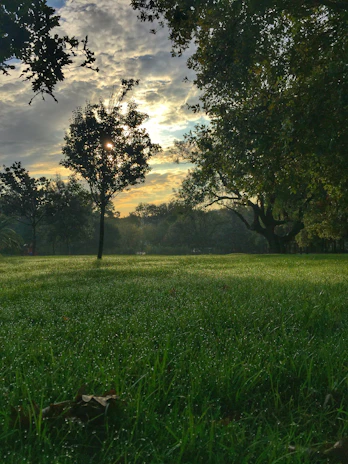 A serene morning view of Ostrander Park’s lush greenery with sunlight filtering through tall trees.
