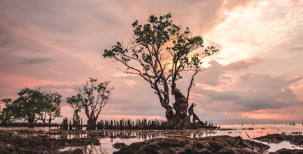 trees under pink sky