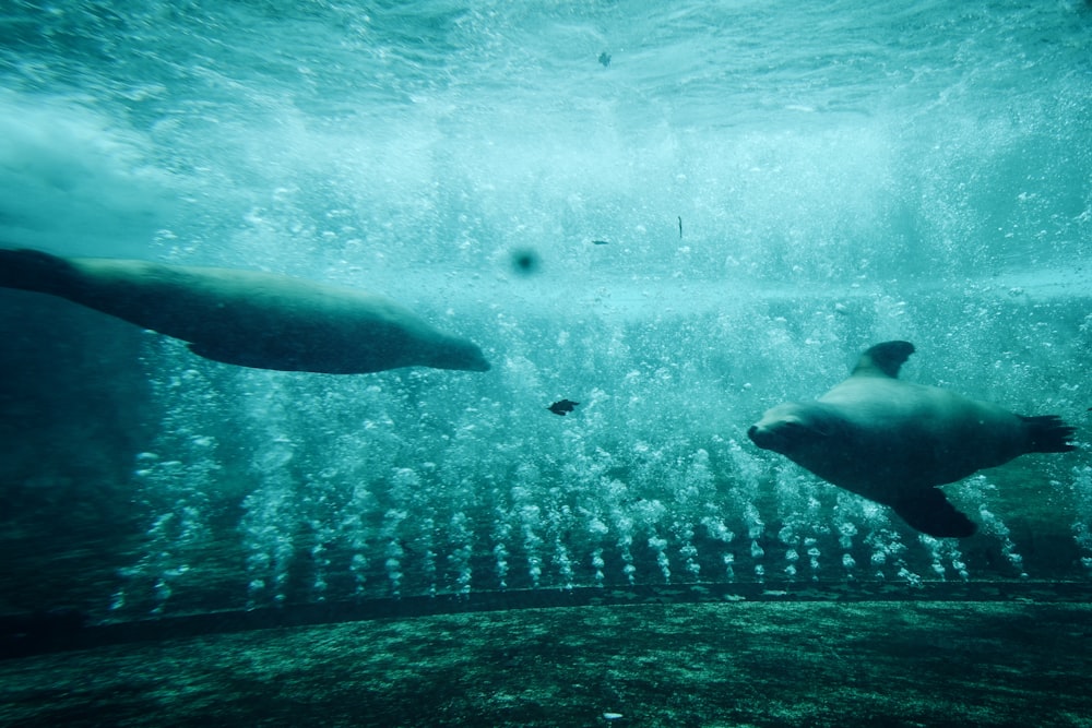 two dugongs