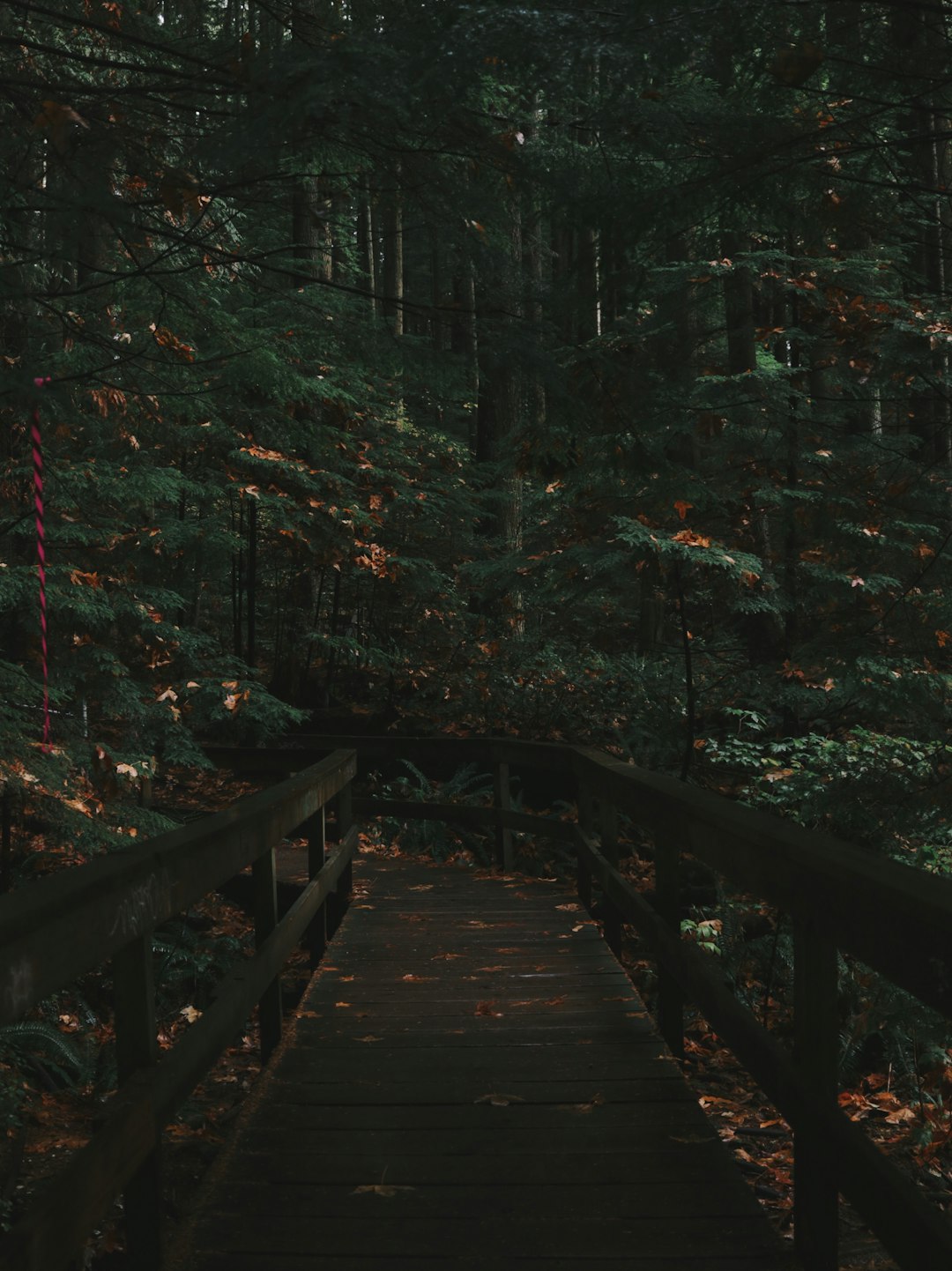 Forest photo spot Lynn Canyon Park Fraser Valley