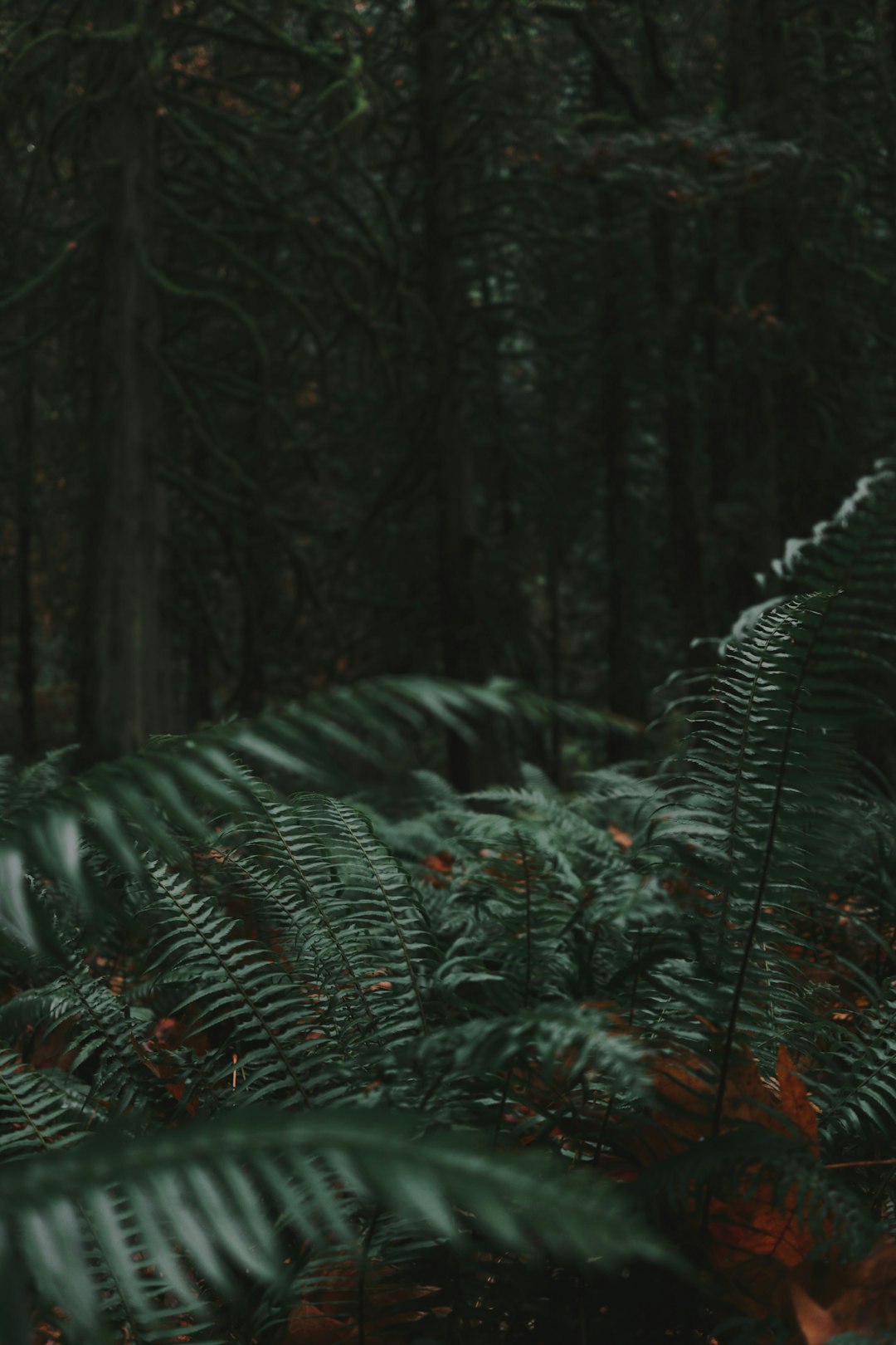 Forest photo spot Lynn Canyon Park Capilano River