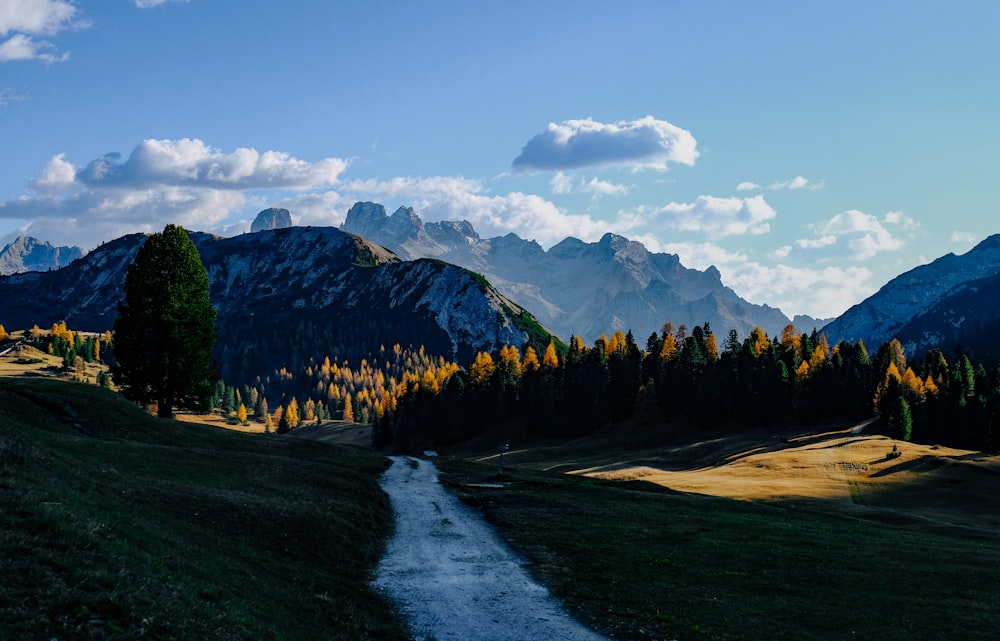 road leading to forest