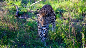 leopard walking on grass field during daytime
