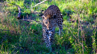 leopard walking on grass field during daytime