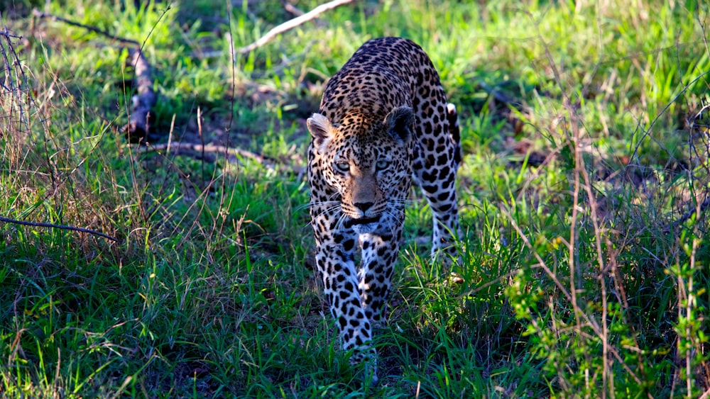 leopardo caminando en el campo de hierba durante el día