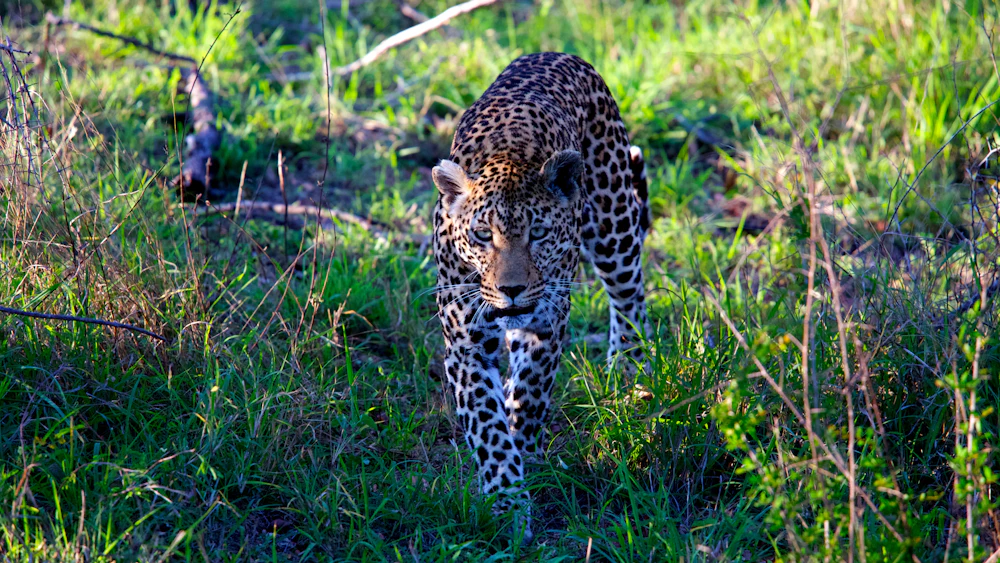 Leopards & Big Cats