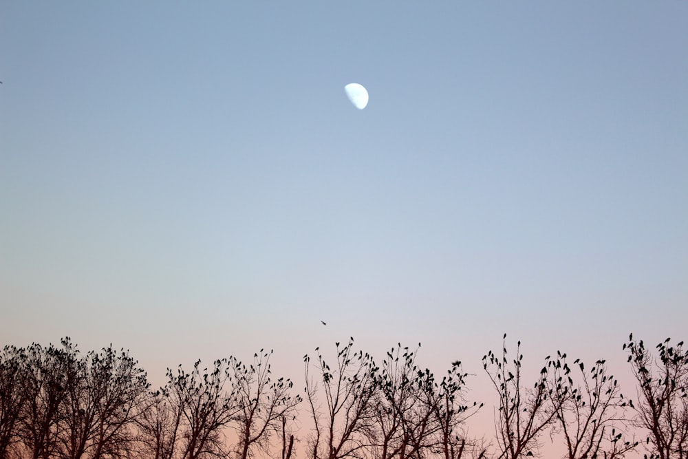 moon over trees