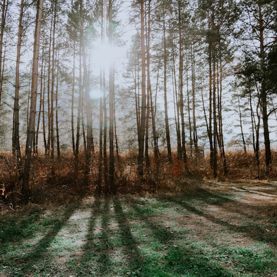 sun rays through the trees in Gura Humorului Romania