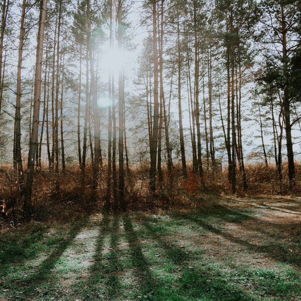 sun rays through the trees