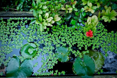 A small pond surrounded by native plants attracting dragonflies and frogs.