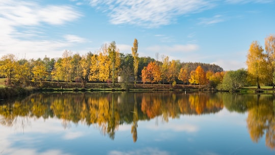 green trees near body of water in 63 Rue du Rhône France