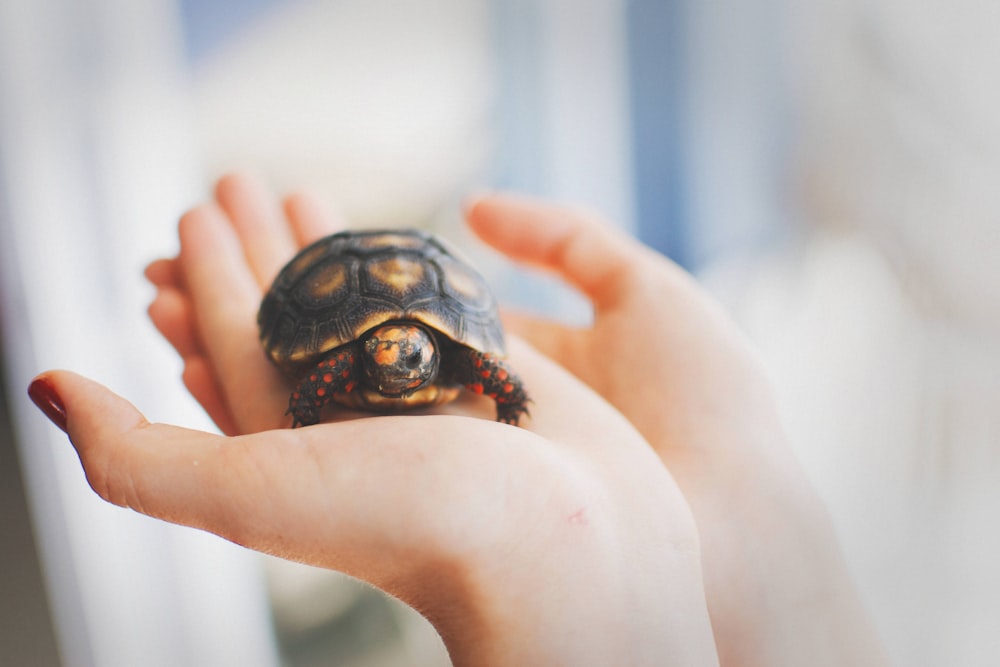 Tortuga marrón y negra en la mano de la persona