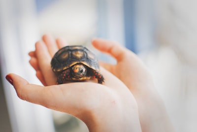 Schildkröte keucht oder pfeift? So sorgen Sie für ihre Gesundheit!